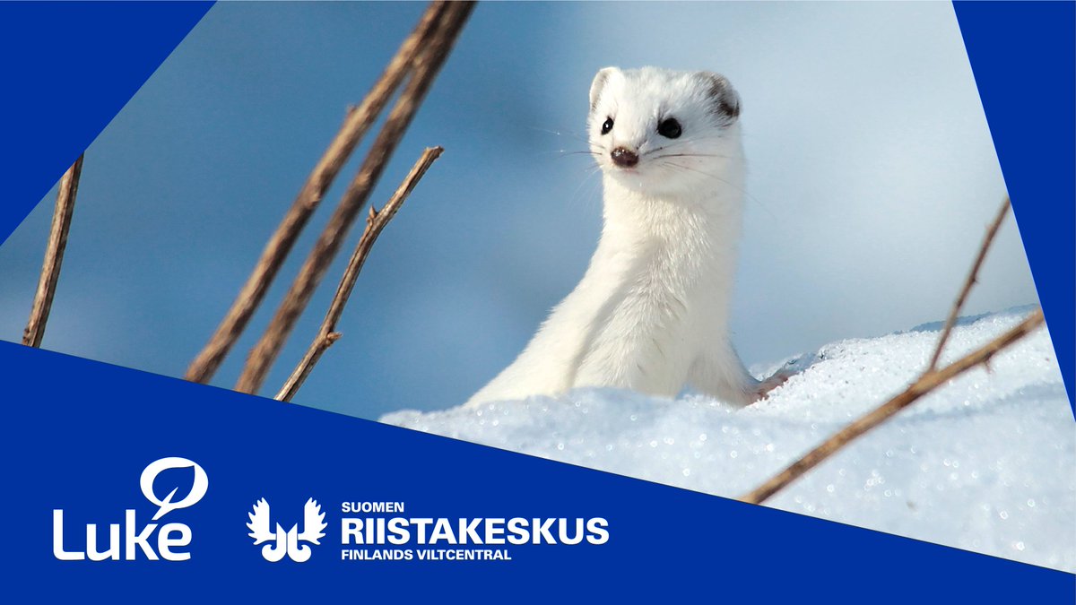 Riistan lumijälkiä ehtii vielä laskemaan Etelä- ja Keski-Suomessa 28.2. ja Oulun sekä Lapin alueilla 15.3. asti. Laskenta kertoo riistalajien runsauden ja levinneisyyden muutoksista: luke.fi/fi/uutiset/lum…
#laskeminut #lumijälkilaskenta

<a href="/riistakeskus/">Suomen riistakeskus</a> @Eraluvat @SML1921