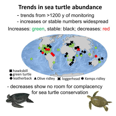 Just published: A pulse check for trends in sea turtle numbers across the globe cell.com/iscience/fullt…