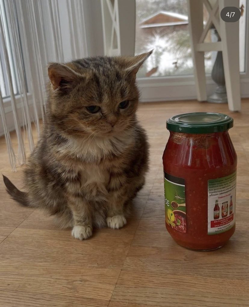 cuteanimalspict's tweet photo. cücelik hastalığı olan 13 yaşındaki kedi https://t.co/nHS5yAJnUD