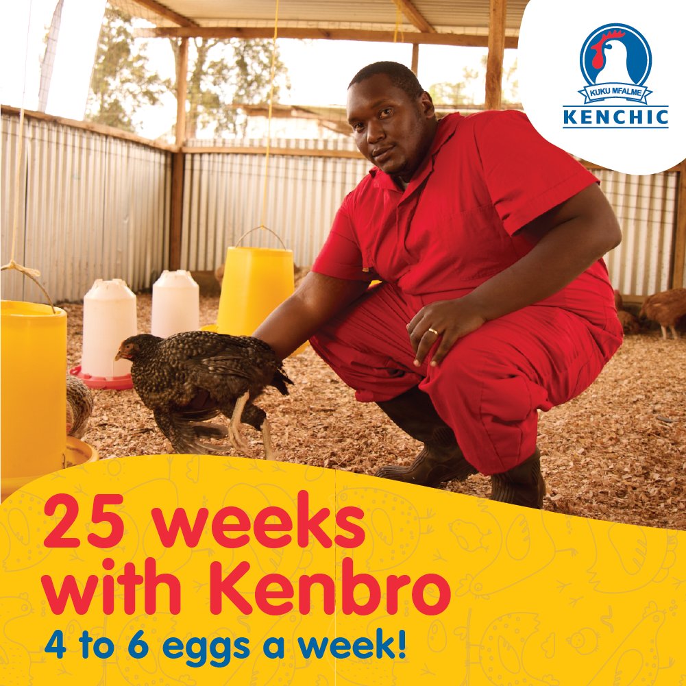 Kenchic_Chicks's tweet photo. Why Kenbro is the best indigenous chicken replacement if managed as a layer or free-range:

Starts producing eggs at 25 weeks with minimum supplementary feeding

Can be ready for consumption or sale after 10 to 14 weeks #Kenbro https://t.co/ISLgy2Uhdu