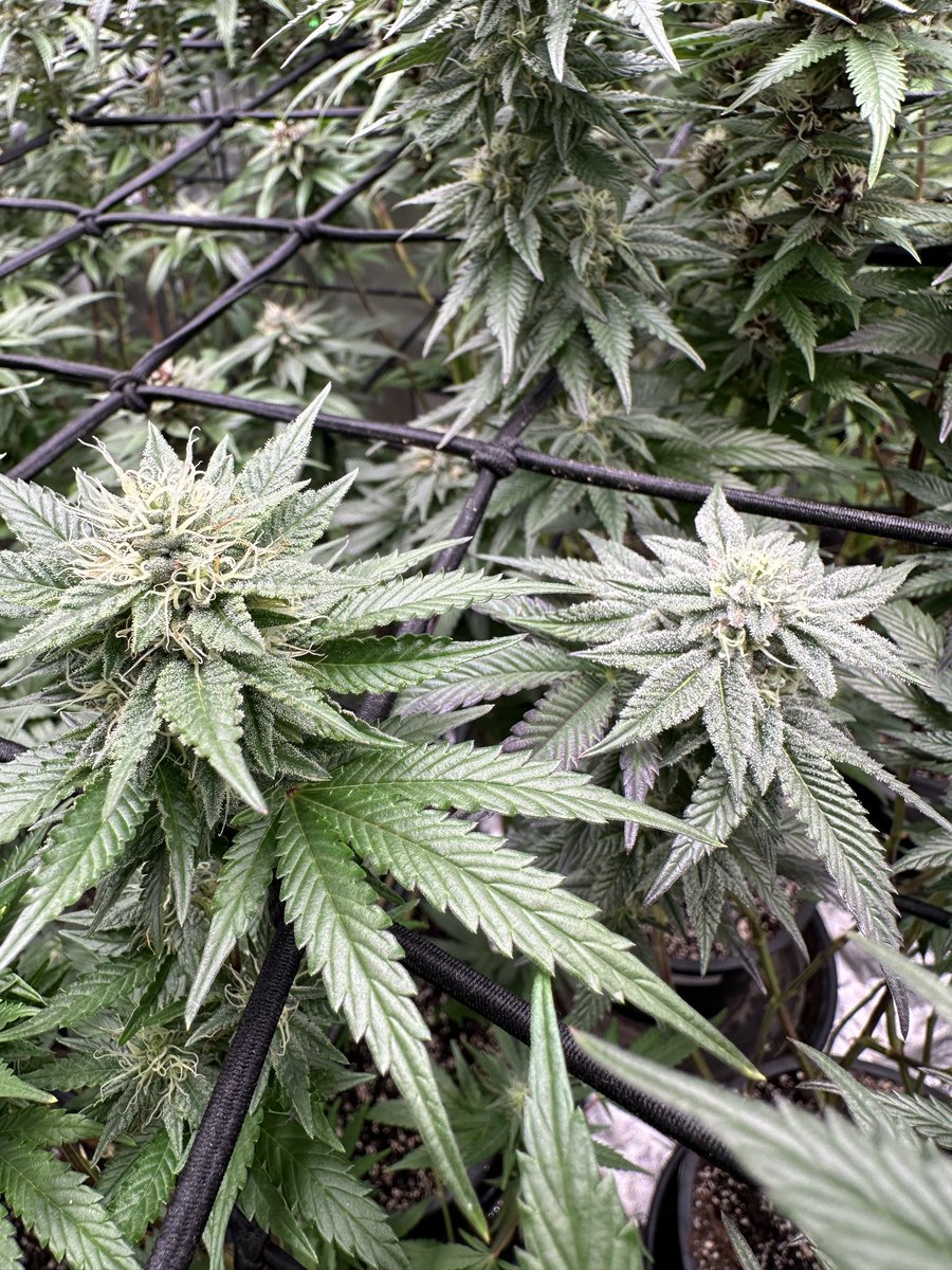Willy’s Wonder and Oreoz… two very different Indicas. Willy has the super pure Afghan lean to it and from what I understand Oreoz has more Hindu indica lean from a deeper side as well as other influences. Two unique cultivars #growlifeornolife #gasinthedeltapass #gasmanthegascan