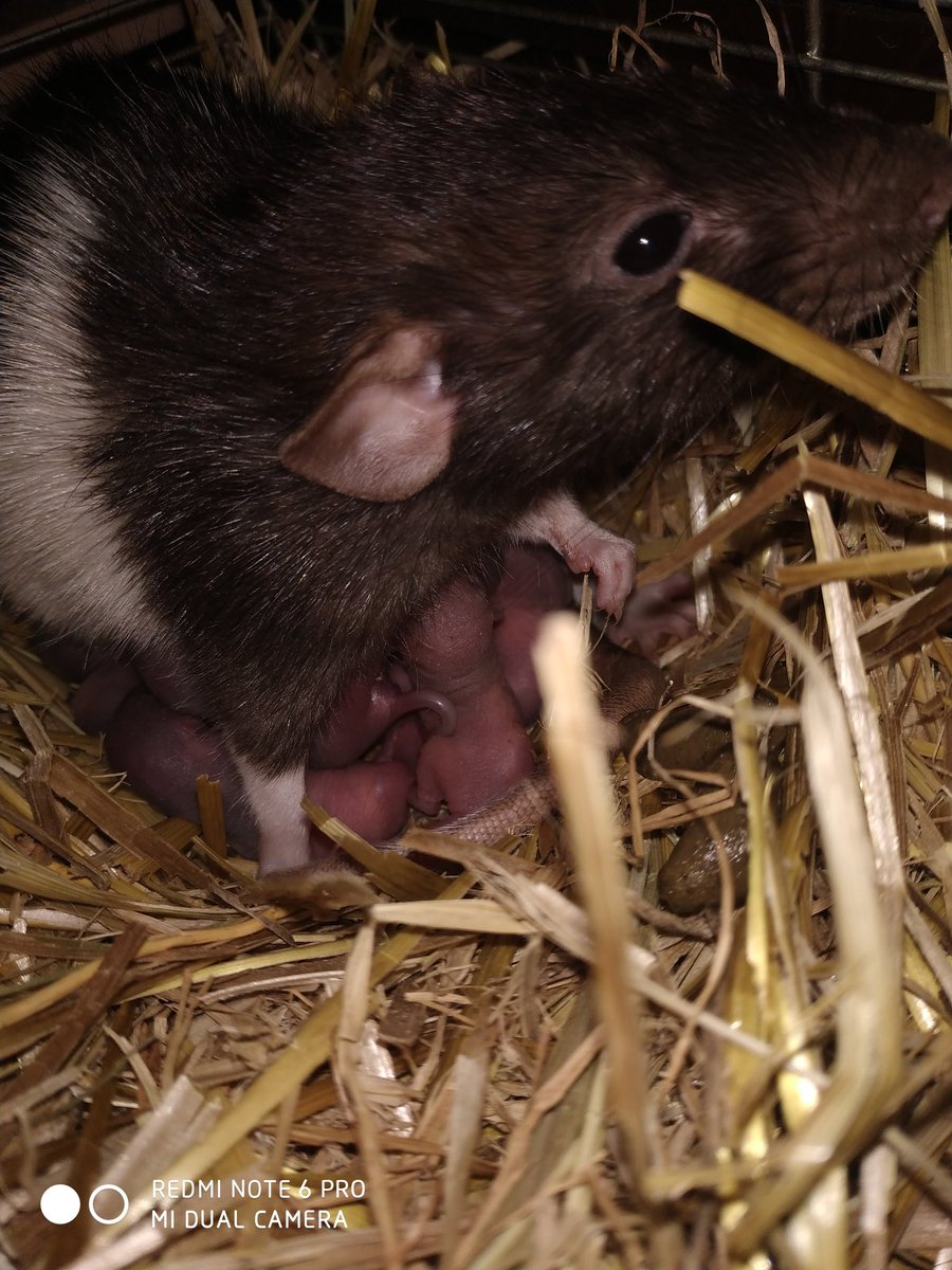 KorgiDragon's tweet photo. Happy mommy https://t.co/1hVRHEPMgj