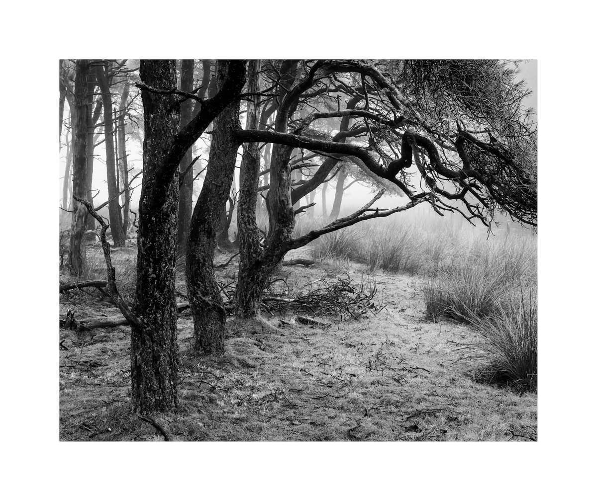 From an edge of an old copse #SouthLanarkshire #Scotland