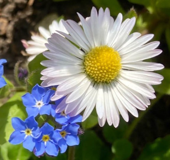 Getting excited for the springtime flowers 💙🤍💙🤍💙🤍💙🤍💙🤍💙 #FlowersOfTwitter #FridayFlowers #FlowersOnFriday #GardeningTwitter #GardeningX #forgetmenot #daisies #Springtime