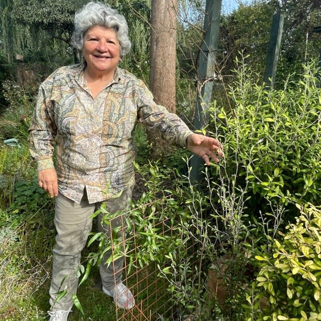 Plantheritage's tweet photo. Hear from National Collection Holder Mona Abboud about her beloved Corokia, shrubs or small trees with zig zag branches and star shaped flowers - talking with Sally Flatman on the #ourplantstories podcast.
https://t.co/d31Wrp1eXX
#Corokia @ourplantstories_podcast https://t.co/ENiIqvlrsP