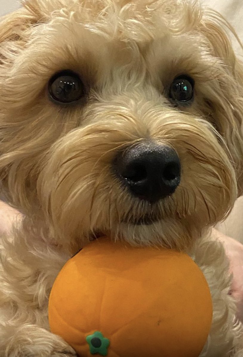 Mobble64's tweet image. This is my Hattie