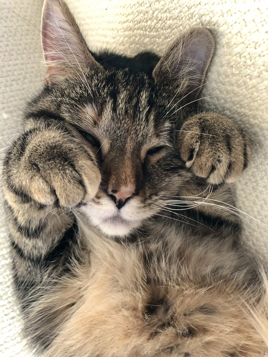 Miss Petunia has asked me to go back to play the lead in the school play, A StreetCat Named Desire! I said I would if they renamed it A StreetCat Named Pickle because that’s my name. Apparently all the others are too posh to play a street cat! Here I am rehearsing a crying scene.