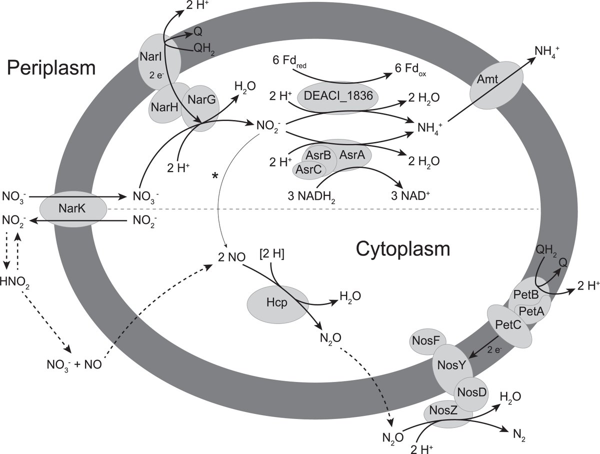 SanchezAndreaI's tweet photo. 🎉 Exciting news! The first thesis paper of my PhD candidate @ReinierEgas is out! Here we reveal a novel mechanism for dissimilatory nitrate reduction to ammonia #DNRA by the acidophilic sulfate-reducing bacterium, Acididesulfobacillus acetoxydans. 🦠
https://t.co/B7LRMKRdvZ https://t.co/y4qjZ0sr0V