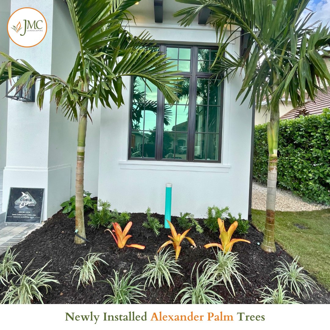 LandscapingJmc's tweet photo. Just adorned a small garden with the freshness of farm-installed 𝐀𝐥𝐞𝐱𝐚𝐧𝐝𝐞𝐫 𝐏𝐚𝐥𝐦 𝐓𝐫𝐞𝐞𝐬 for our valued client! 

Give us a call at 239-558-5943 or visit us directly at 10433 Stringfellow Rd, Saint James City, FL 33956.
#JMCLandscaping #gardentransformation https://t.co/irJgceH3KS