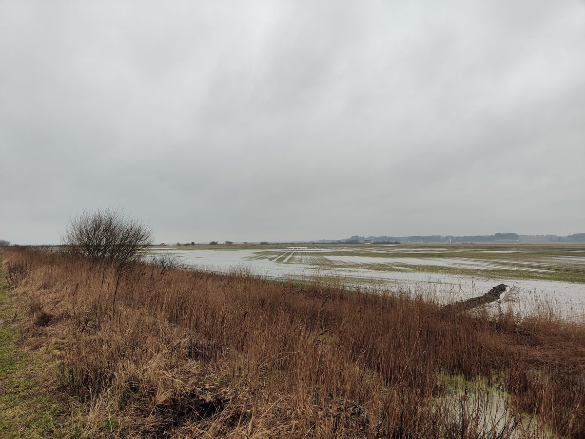 Sofie Graarup Jensen tweet media