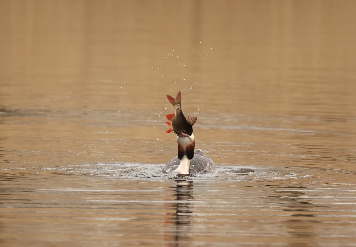 I’ve got this! Erm …… #grebe <a href="/RSPBEngland/">RSPB England</a> <a href="/RSPBLakenheath/">RSPB Lakenheath Fen</a>