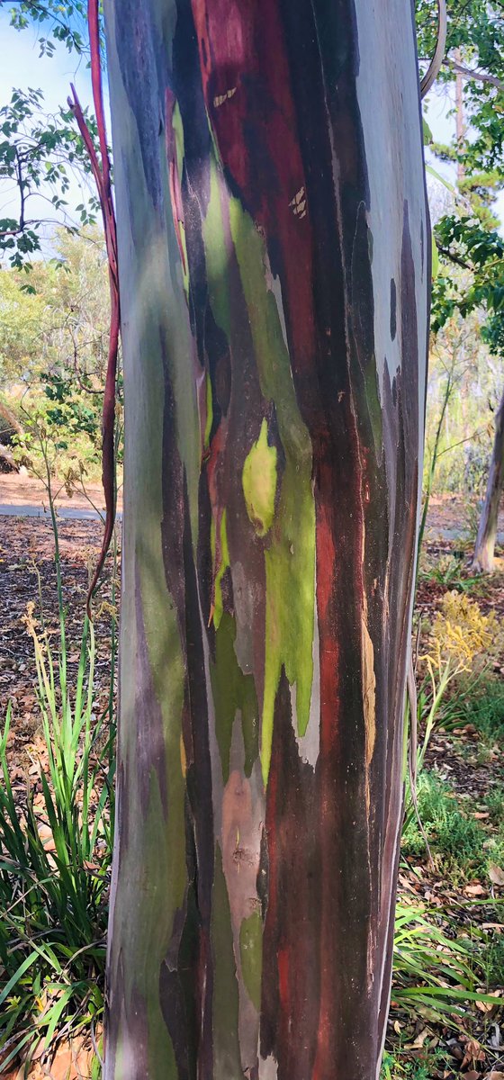 Eucalyptus deglupta, you ridiculous show off. 

#eucbeaut #Eucalyptus #bark #rainbowgum #gumtree