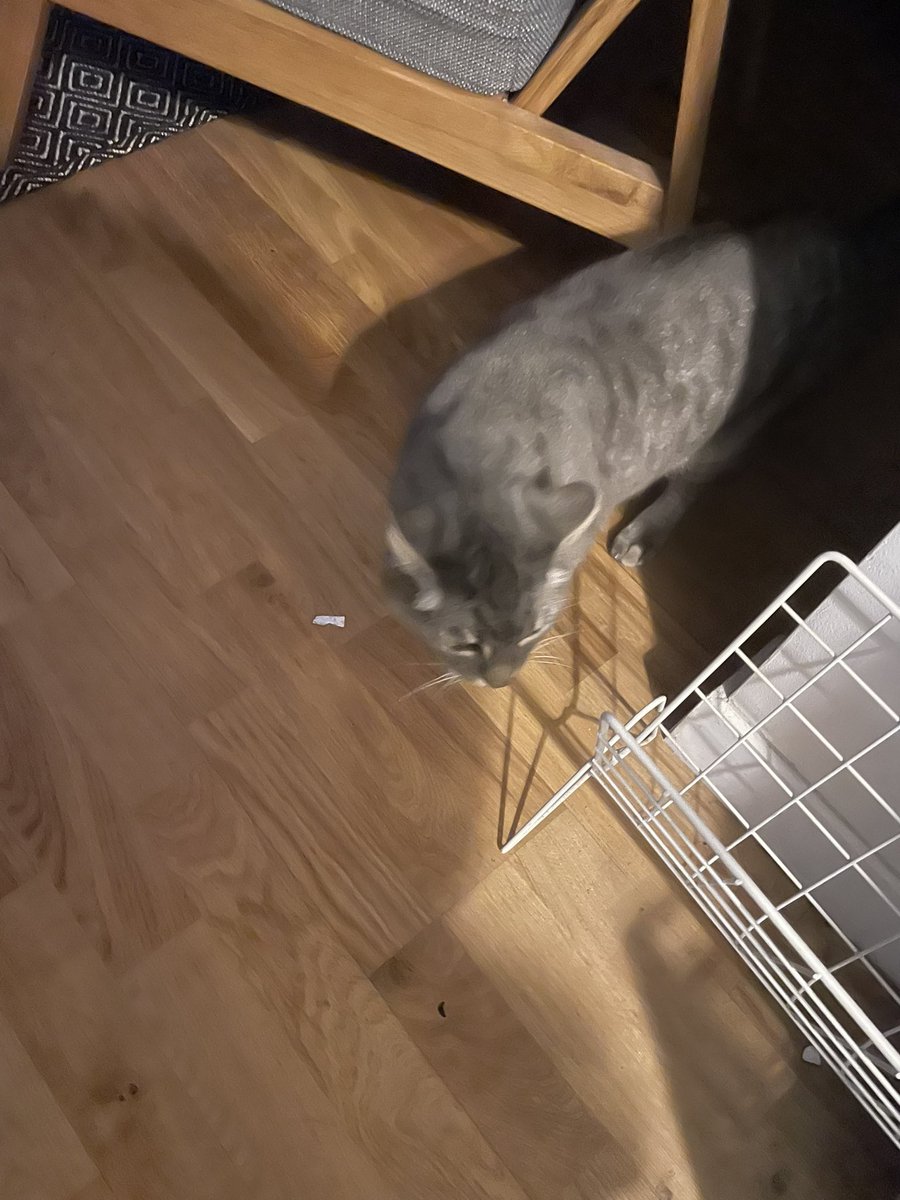 viperethesnake's tweet photo. The cat distribution system s’acharne sur nous. https://t.co/G9AVhDvffp