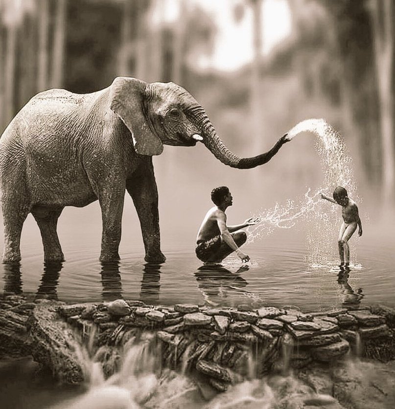 CorellaTej7982's tweet photo. #FelizViernesATodos y todas #felizfinde #WeekendVibes #weekend #shower #afrique #Elephant #children #blackandwhitephotos #fridaypics https://t.co/gjB6NqaXHr