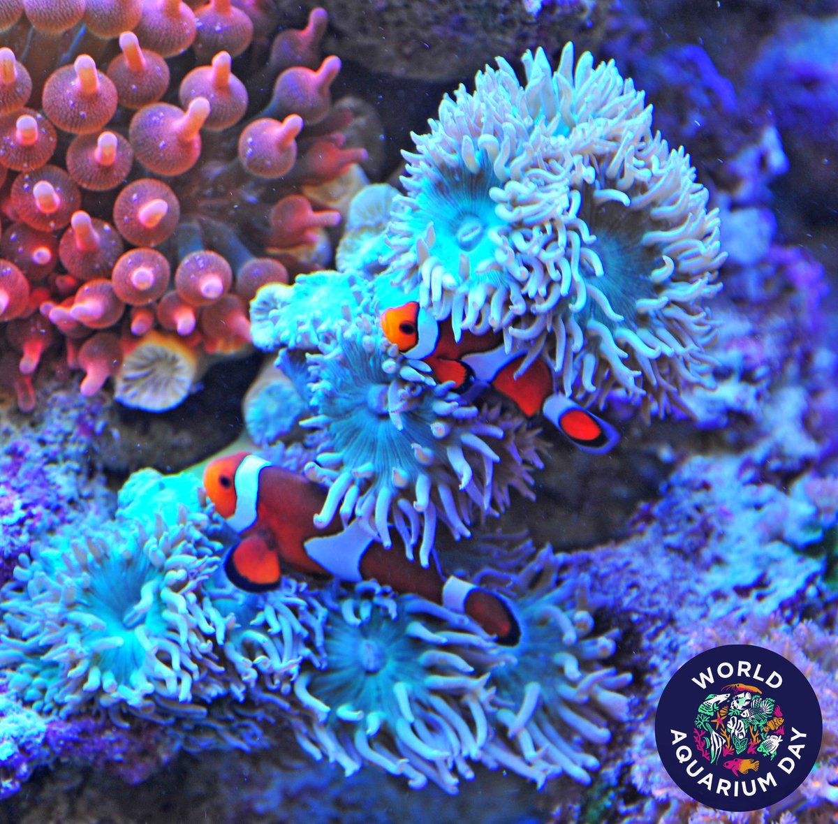 olivermknott's tweet photo. 4 days left - World Aquarium Day 2024 ๐ฅณ
#wad2024 #worldaquariumday
#aquariums #aquariumhobby #fishtank #aquascape #reeftank #marinefish #reefscaping #aquarium #plantedaquarium #natureaquarium https://t.co/wcJNHy43MD