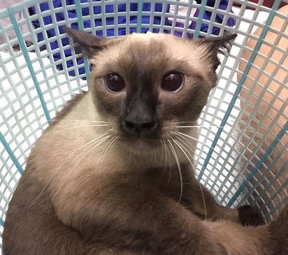 ดังปึ่งเหมือนกัน ทำไมเขาได้เป็นไอ่ตี๋ ผมได้เป็นแค่แมวหน้าควาย