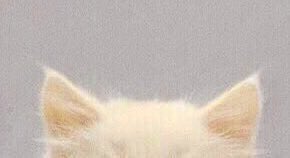 ooii__02_'s tweet photo. 치쥬잰                                           네로잰 https://t.co/KFOTjLVcZR