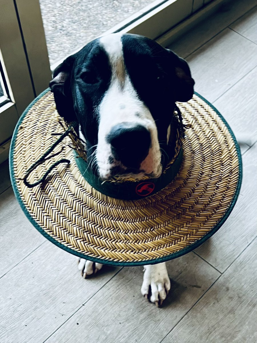 This is my #dog eating my #bunnings hat. Convince me I should stay on #x