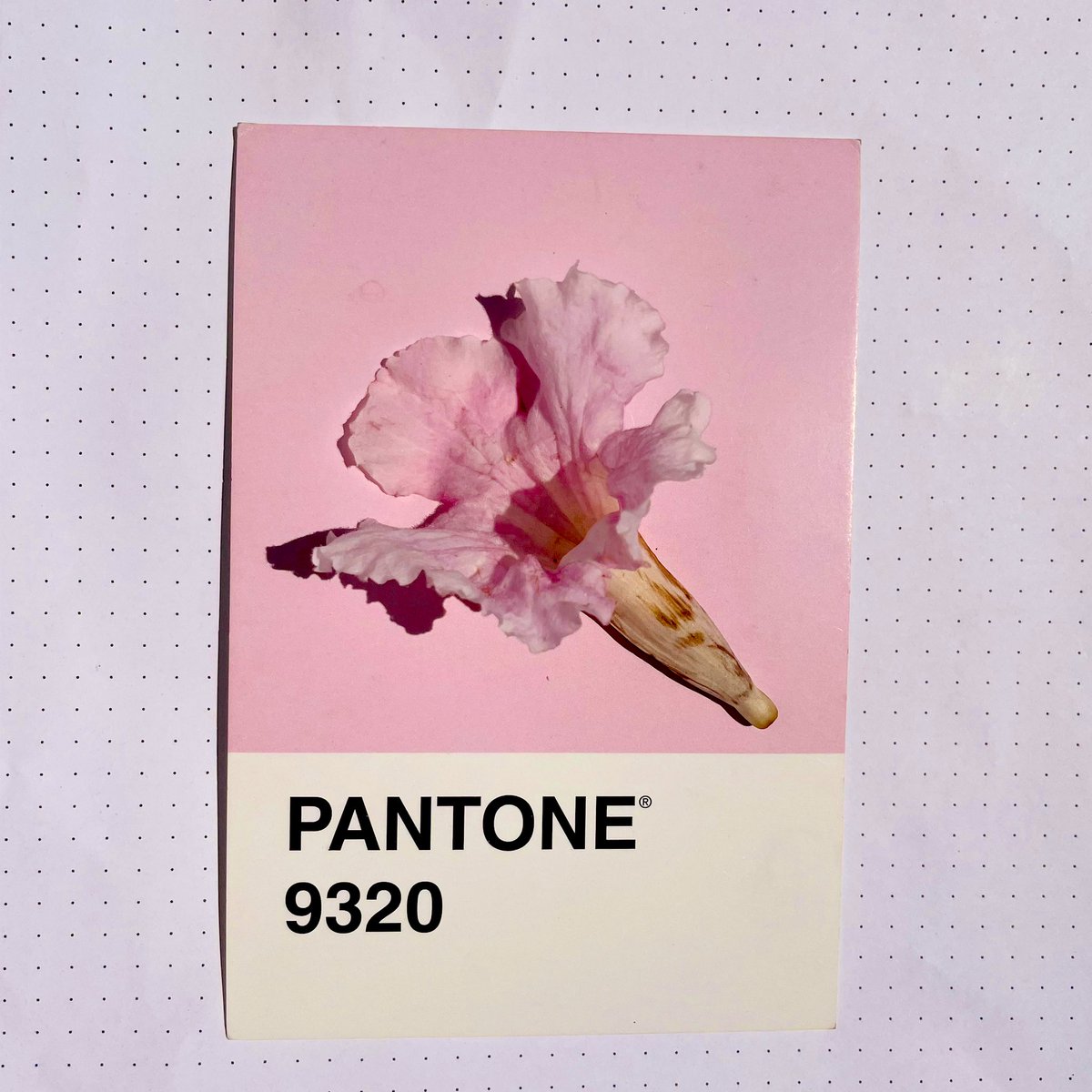 rishfishtish's tweet image. Bangalore is bangloring 🌸