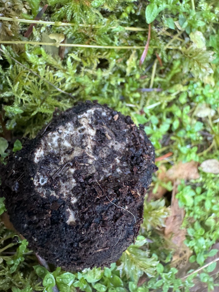 AlpineTruffle's tweet photo. Had such a wonderful truffle-hunting field trip!  It was an amazing experience, and I appreciate all the effort put into making it memorable. #EvergreenCollege  #TruffleDogCompany. #alpinetruffle https://t.co/p6wFejDLtO