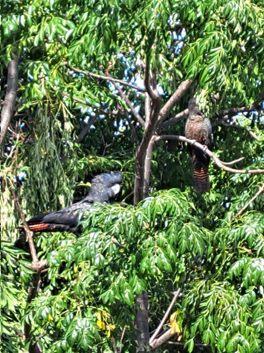 Our new residents...