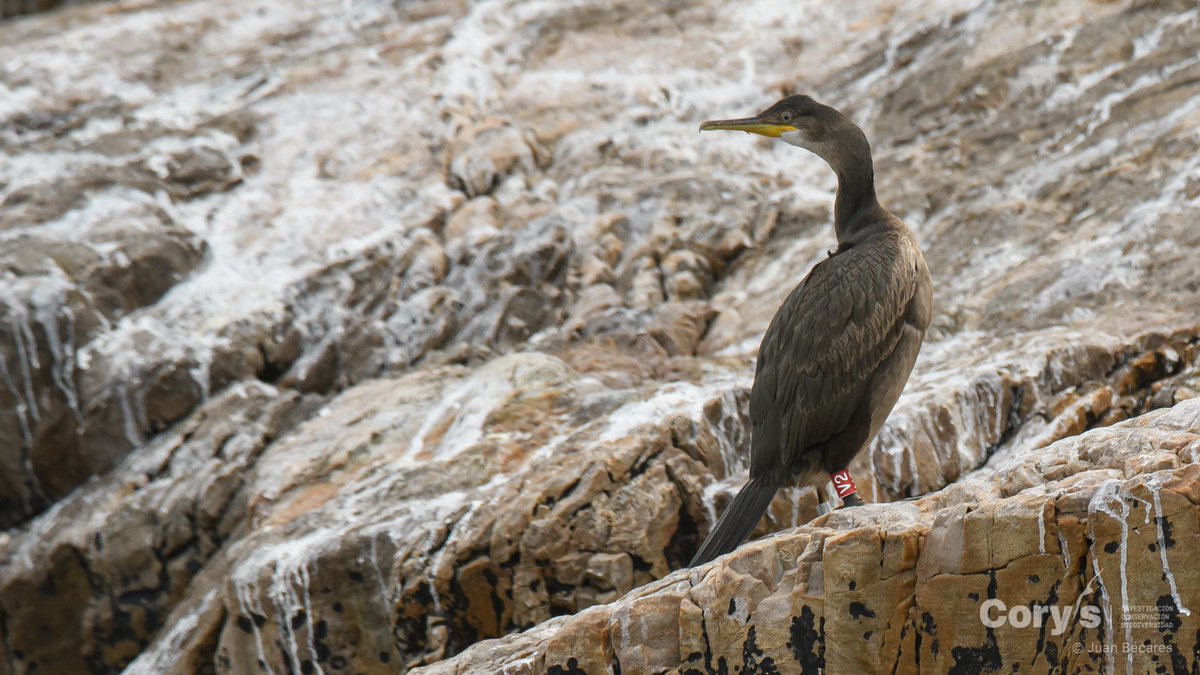 CorysSCCL's tweet photo. El objetivo final es estudiar la mortalidad de cormoranes en artes de pesca. Para ello, contamos con el apoyo de la @FBiodiversidad del @mitecogob, en el marco del PRTR, financiado por la UE #NextGenEU. Más sobre #CORMIÑOS : https://t.co/VlOLXxmo0i https://t.co/1ZR0dAqMBR