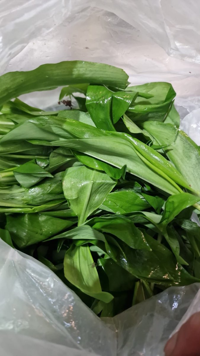 Are you a Wild garlic lover? first of the season, fresh arrival this morning.
#wildgarlic #foragedfood #seasonal #ukseasonalproduce #chefslife #chefsfinedining #chefsoninstagram