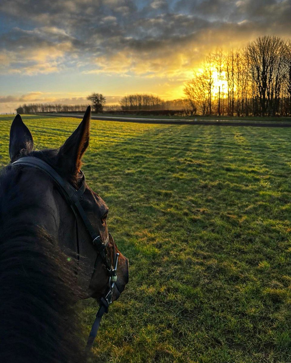 oneill_racing's tweet photo. Mister Meggit taking in the beautiful sunrise this morning

📸 @aa_msutherland https://t.co/k28njPMokv