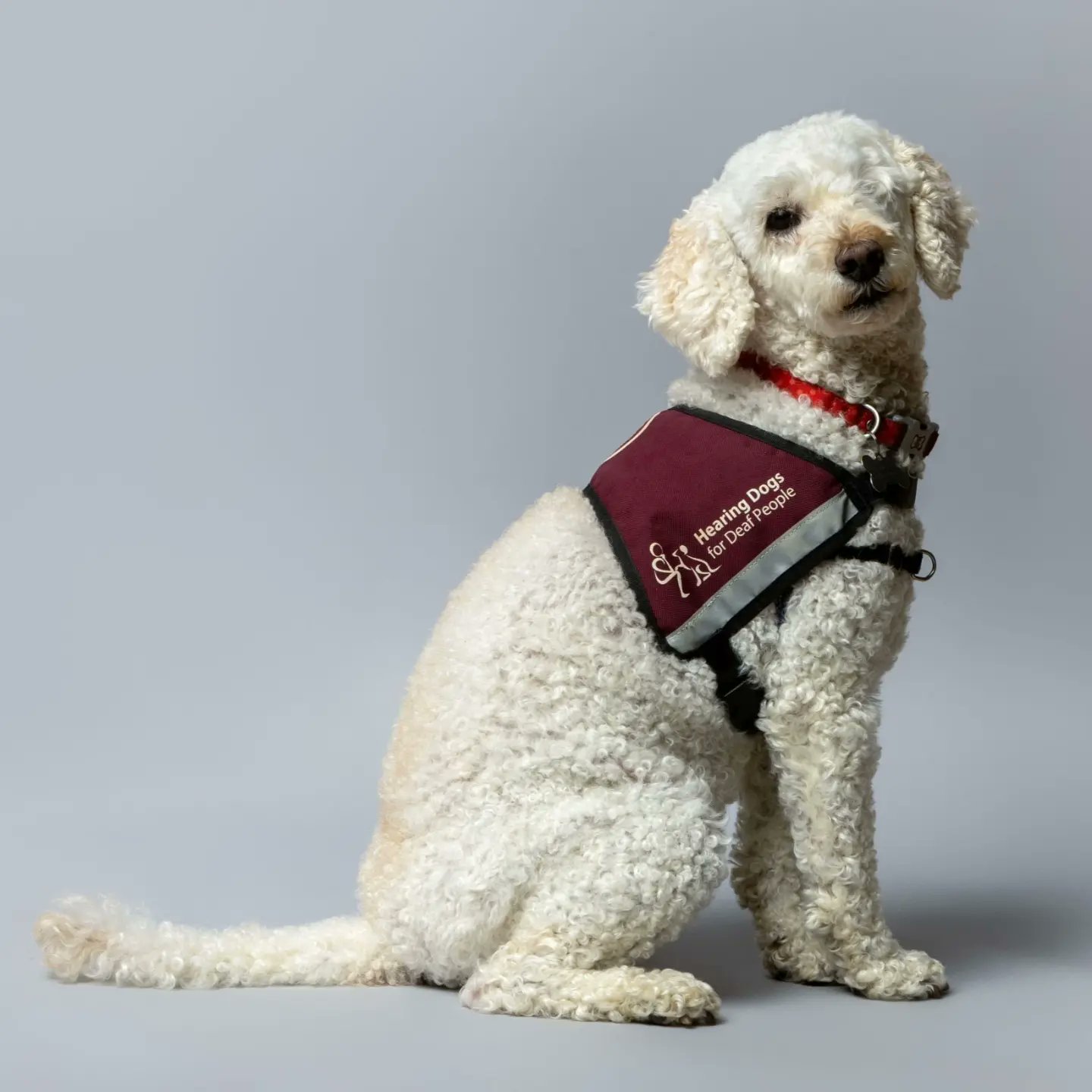 Hearing dog best sale breeds