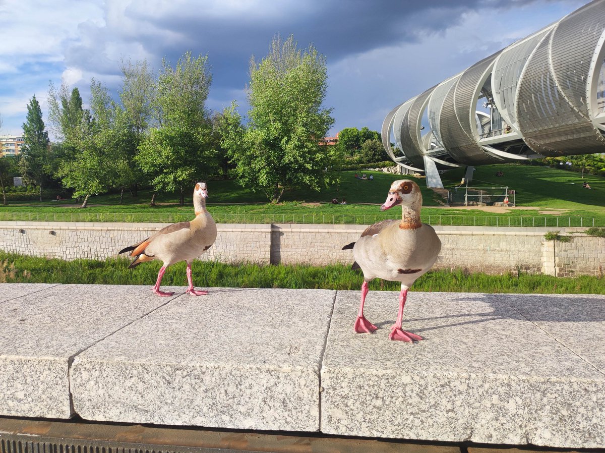 🪵En su afán arboricida, <a href="/AlmeidaPP_/">José Luis Martínez-Almeida</a> nos está dejando multitud de plazas y parques de cemento, sin árboles. Pero  su #mascletá nos la trae al río, refugio de una gran biodiversidad.

🦆Sobre estas aves caen el domingo 307 kg de pólvora.

#NoAlaTala  #NoALaMascleta #ríoManzanares