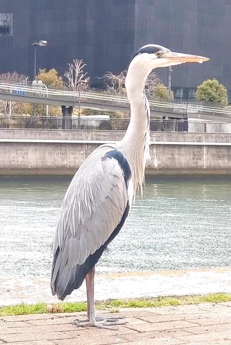 アオサギがいたー。見てたらニュッと首が伸びてちょっとびっくりした 