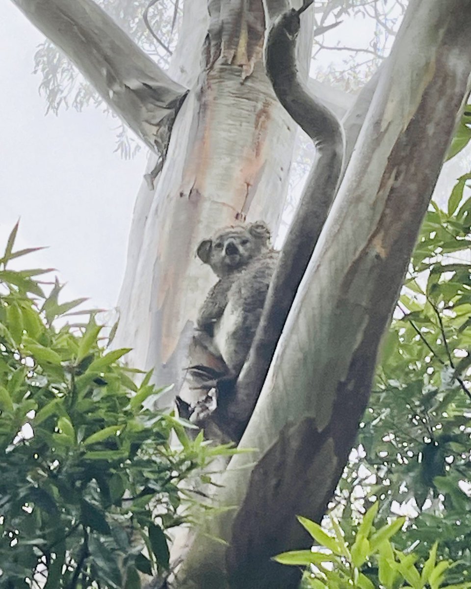 A relative of mine - OK, my mum - went out on the deck of her Southern Highlands home and saw this lovely beastie watching her. What a wonderful treat.