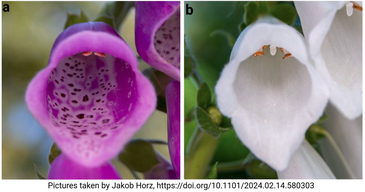 We spotted white Digitalis purpurea flowers most likely lacking anthocyanin pigmentation. Which gene might be responsible? Thanks to @KatharinaWolff3 @FrRonja and @jakobhorz, we have an answer: doi.org/10.1101/2024.0… Comment your guess before looking at the preprint!
