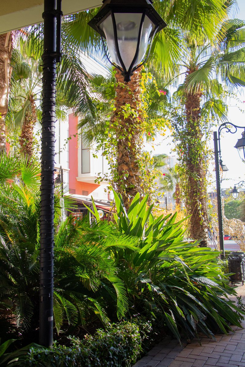 Dikkat Meteorolojistler uyardı! ☀️ Hafta sonu MaviBahçe'de tropik ormanlarda geziyormuş hissi yaşatacak kış güneşi hakim olacak! Güneş gözlüğü takmanızı tavsiye ederiz. 🌳😎

#MaviBahçe