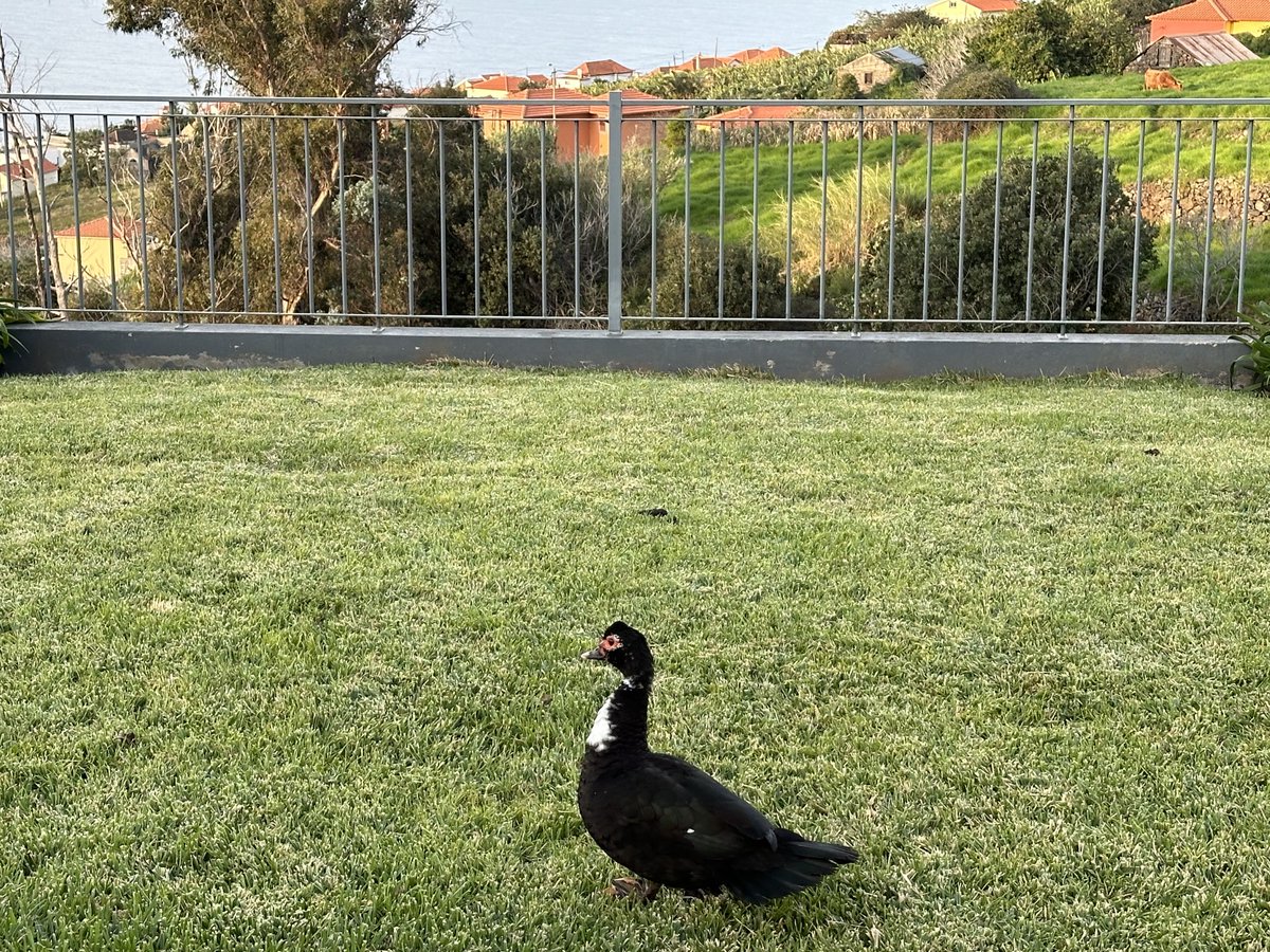 HMaegerle's tweet image. Co to za ptak?👀 Szkoda, że musiałam pozbyć się, zanim wypuściłam wariatkę #Maya🐶 #germanpointer