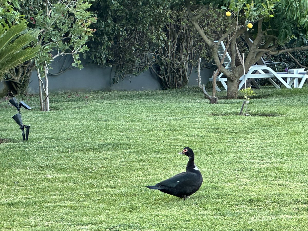 HMaegerle's tweet image. Co to za ptak?👀 Szkoda, że musiałam pozbyć się, zanim wypuściłam wariatkę #Maya🐶 #germanpointer