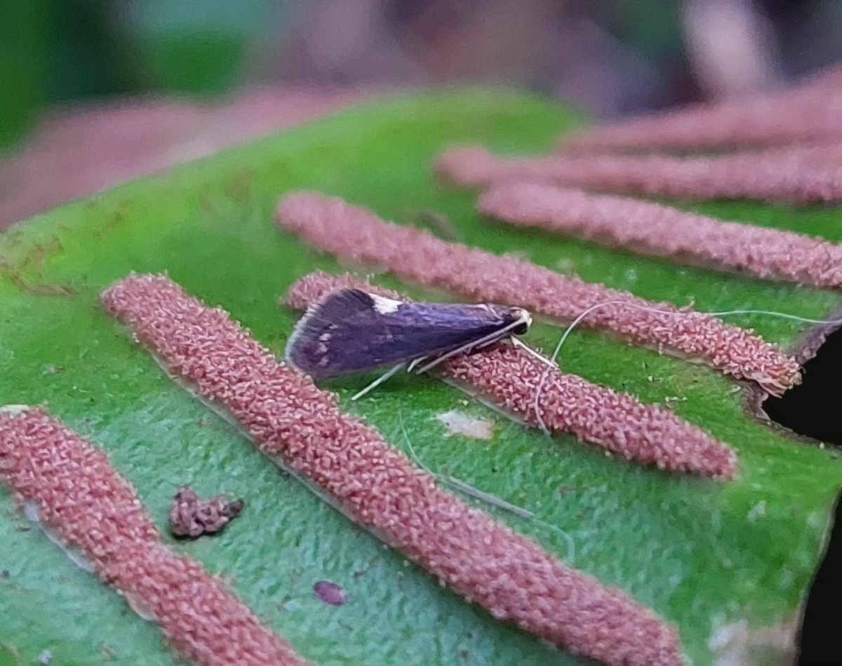 mattgarnham90's tweet image. A new species for Elmsett and Garden. A Common Fern Moth (Psychoides filicivora). A scarce local species for Suffolk. Found most coastal locations across Britain. @SuffolkBIS @savebutterflies