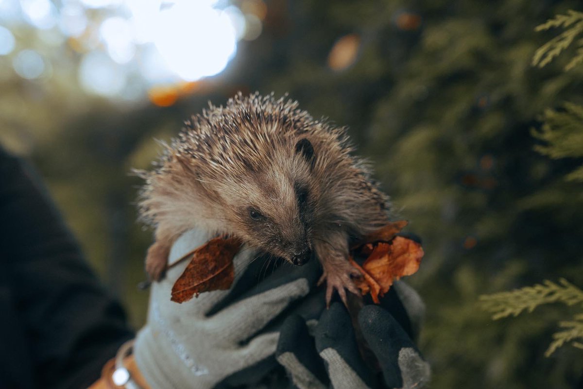 Naylor Industries tweet media