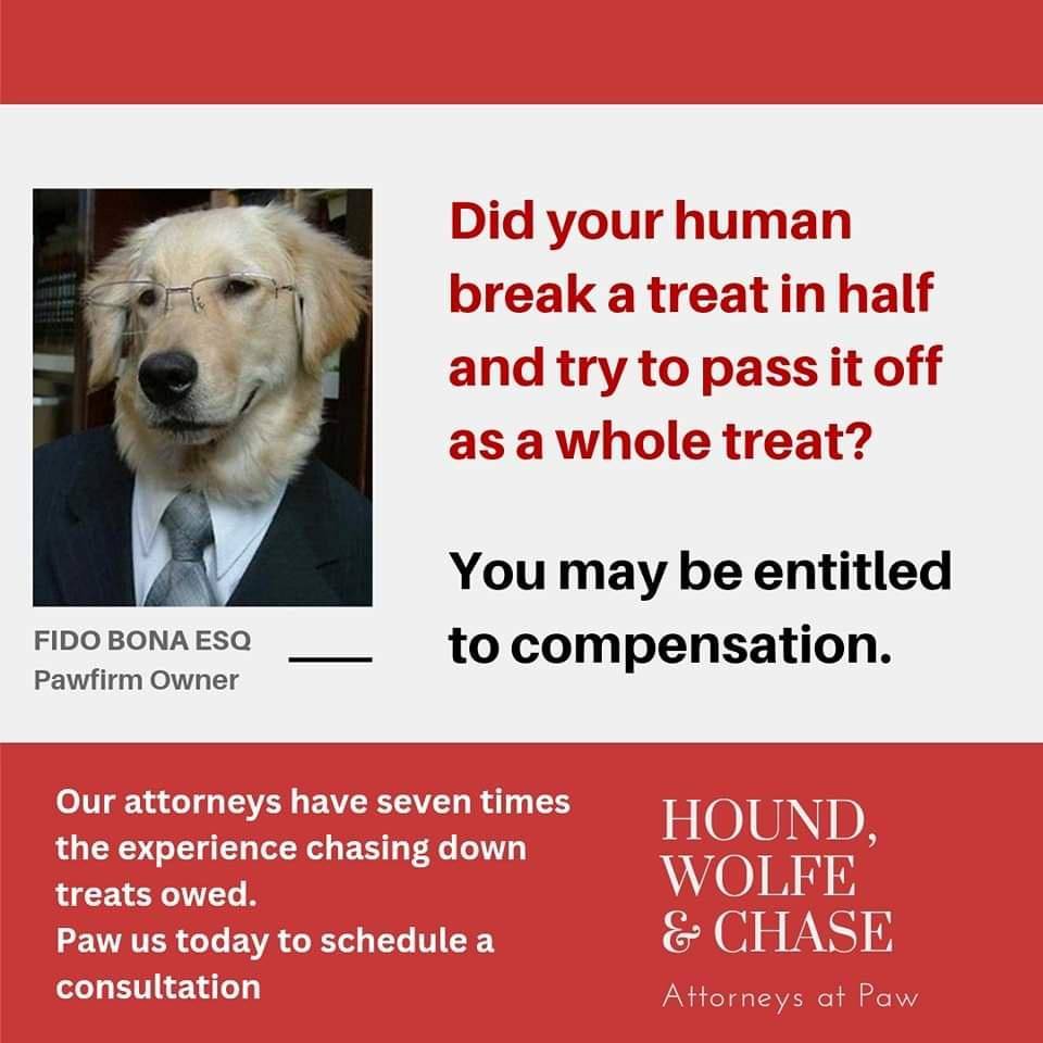 Heckin Good Dogs (@heckingooddogs) on Twitter photo 