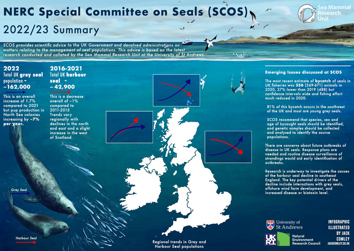 SMRU are excited to share an infographic by <a href="/mrjboc/">Jack Cowley | Illustrator</a> highlighting the current status of UK seal populations and our work on the Special Committee on Seals. 
Created to mark the publication of the report from the Interim SCOS meeting in 2023: smru.st-andrews.ac.uk/files/2024/02/… 
<a href="/NERCScience/">Natural Environment Research Council</a>