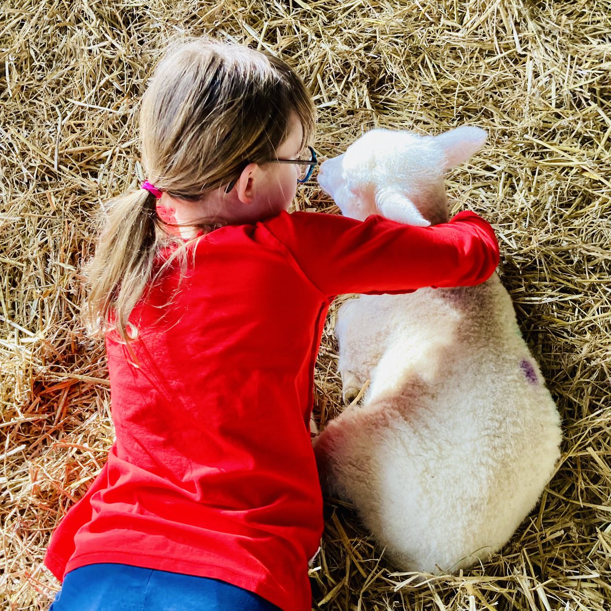 Serious quality cuddle times @RovesFarm #Wiltshire this week 🐑❤️