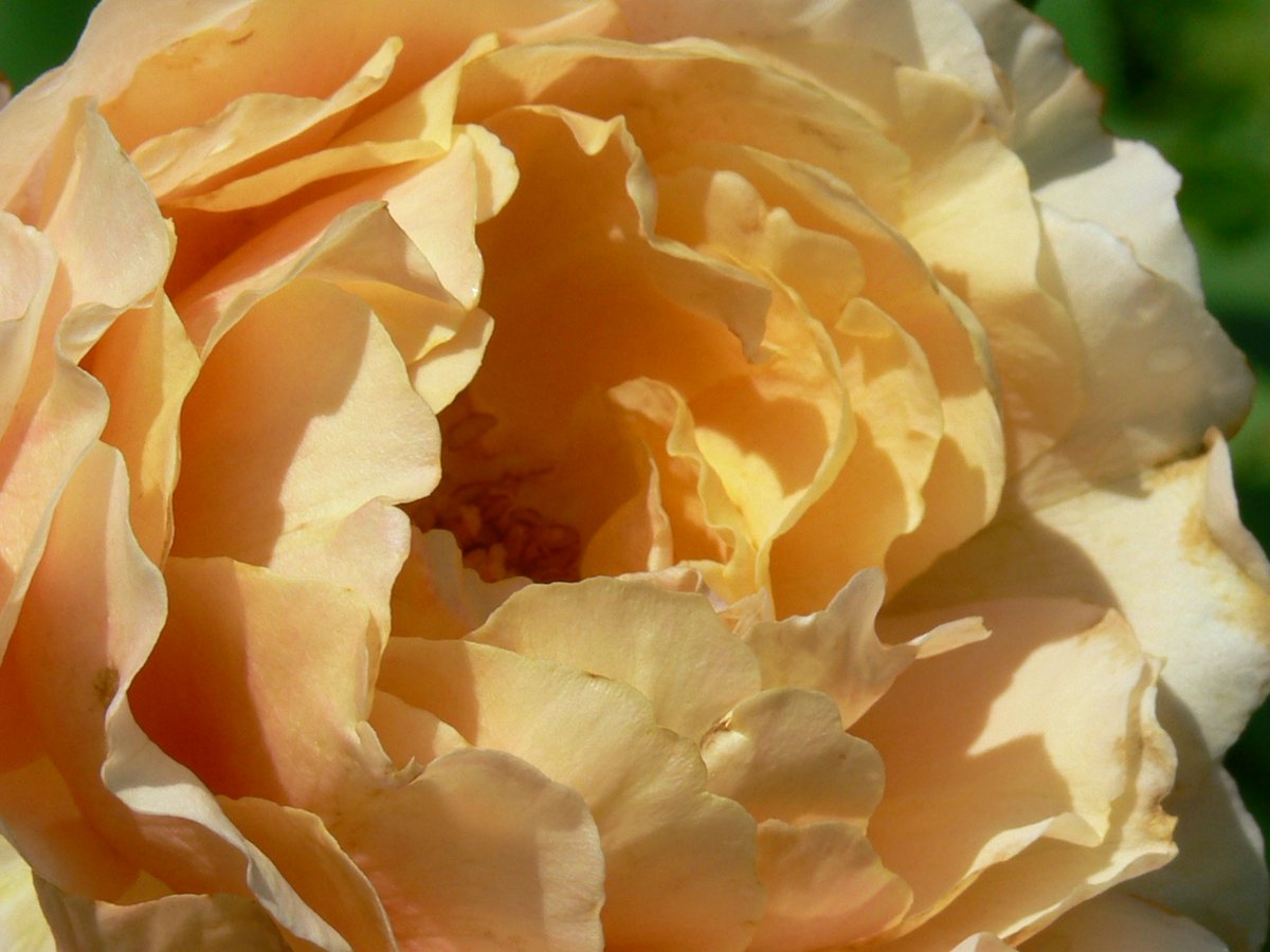 rosenfreunde's tweet photo. 'Sonnenwelt' ist eine Rose die magisch anzieht. Die Sonne strahlt gerade in unser Fenster und freuen uns schon auf die vielen kommenden Blüten. 
Rose: 'Sonnenwelt' Kordes Rosen https://t.co/mvONSJ9uZJ