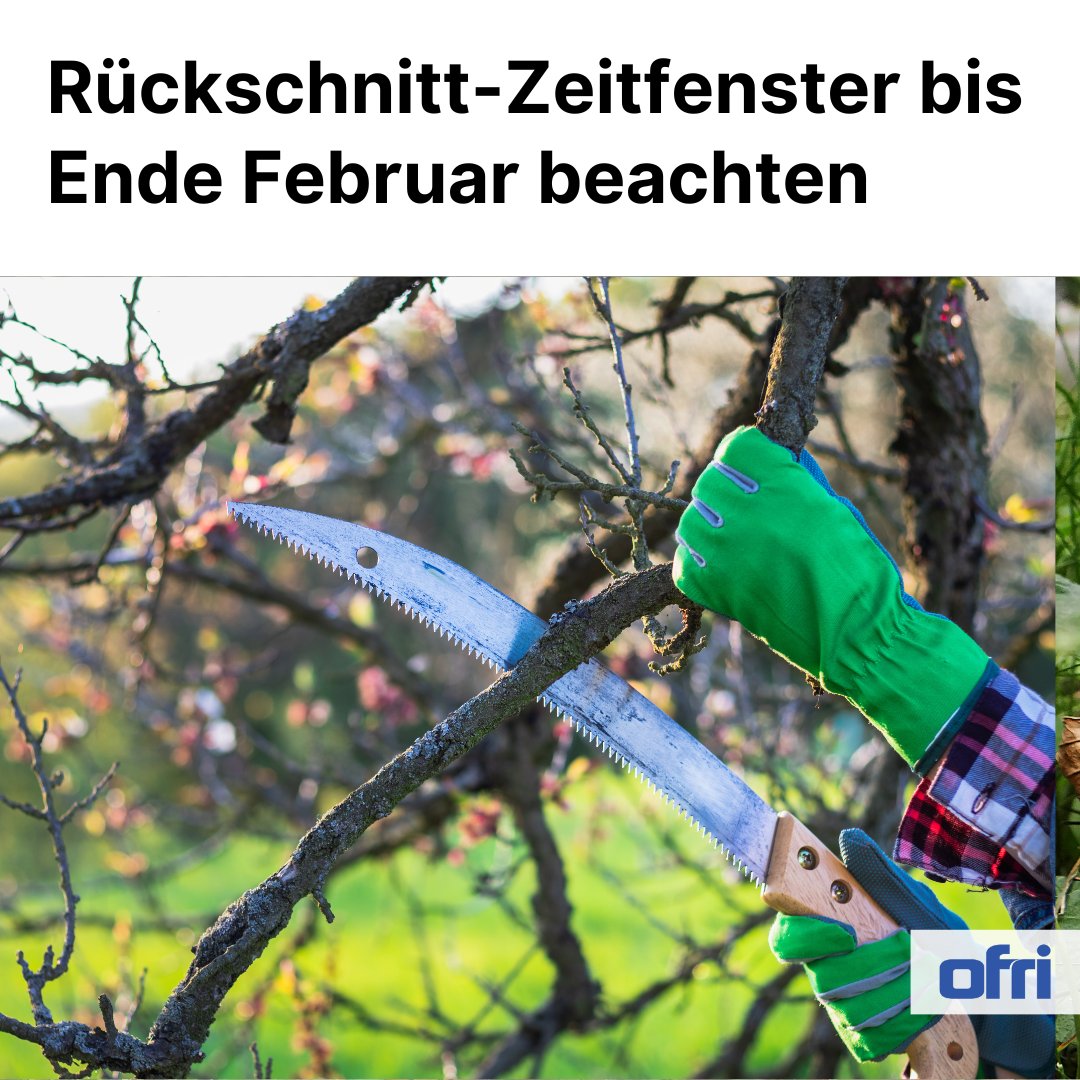 ofri_ch's tweet photo. 🌿 Gartenfreunde aufgepasst: Zeit für Rückschnitte ist jetzt! Gesetze in CHE schützen brütende Vögel 🐦 
Frist: bis Ende Februar! 

Hilfe gefälligst? 🌳💚 Profi-Gärtner via Ofri finden. Schützt Natur &amp; Vögel! Mehr Tipps? ➡️ 
https://t.co/LTQ0dOAVmY

© 📸: https://t.co/tmglgFbzpe https://t.co/AzumnzTpZG
