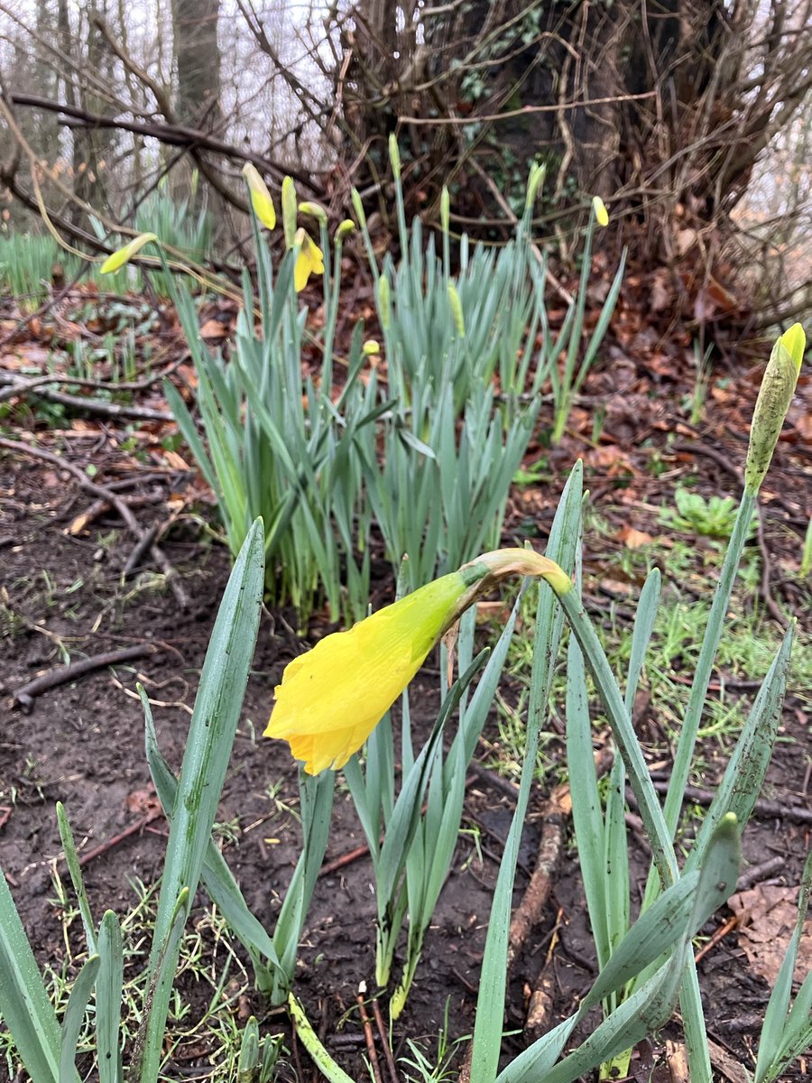 robbeorn's tweet photo. First daffodils out in the park! #Springisalmosthere https://t.co/Yy5OTmbsm5