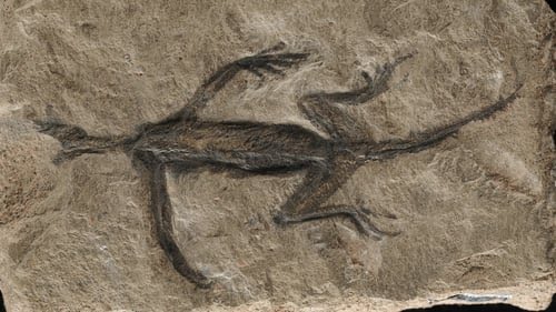RTEBrainstorm's tweet photo. How we discovered that a 280 million year old reptile fossil was just black paint on a rock. By Valentina Rossi @uccBEES @ucc https://t.co/cRfr4UbWw2 https://t.co/wBiG8bmERV