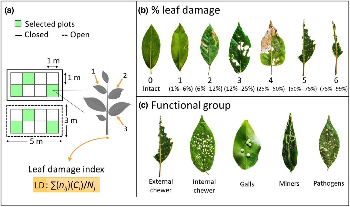 niooknaw's tweet photo. New NIOO publication: The interplay between #defaunation and #phylogenetic diversity affects #leafdamage by natural enemies in tropical #plants, by @NachomanVillar and others. #atlanticforest #trophiccascades
https://t.co/zbq4AuW3UV https://t.co/B8KNBmYURQ