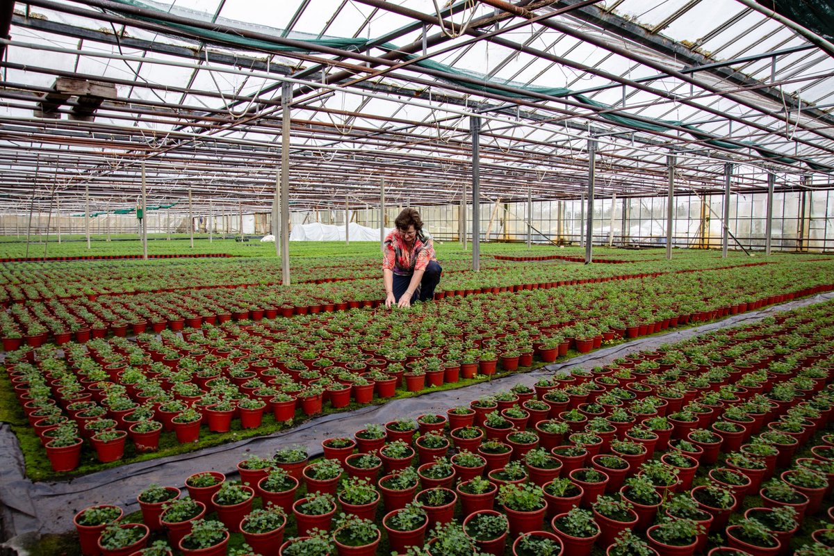 About 300000 shamrocks, Cools, Ballingskelligs. Some go to the President  Joe Biden, Katie Middleton, Irish Defence Forces .