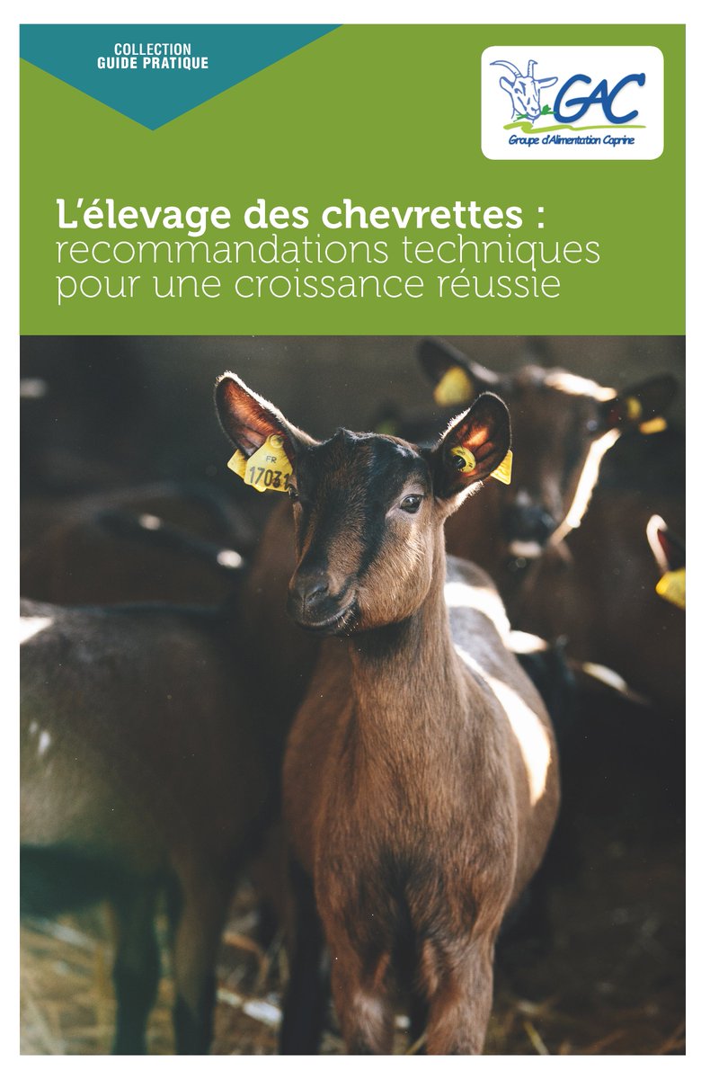 InstitutElevage's tweet photo. En vente ‼ | Guide pratique 🐐L’#élevage des #chevrettes
✅ Pratiques pour maitriser &amp; optimiser la croissance des 🐐 de leur naissance jusqu’à leur 1ère mise bas 👍
↪ Rédigé dans le cadre du Groupe d’Alimentation #Caprine
Pour l'acheter en ligne -> https://t.co/M8B2yupx73 https://t.co/MMGELCkioq