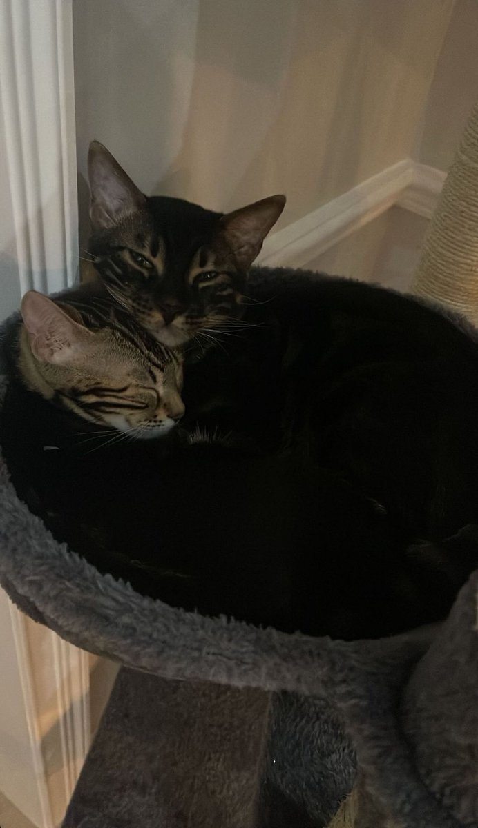 dteam cats thinker (@dteamcatsthinkr) on Twitter photo 