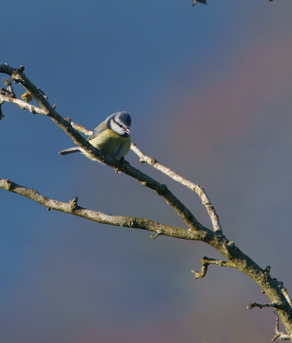 My mum keeps on saying something about #Zoro and #Bluetits. Do you folk see it!? 😂🤣 #BirdsOfTwitter #TwitterNatureCommunity